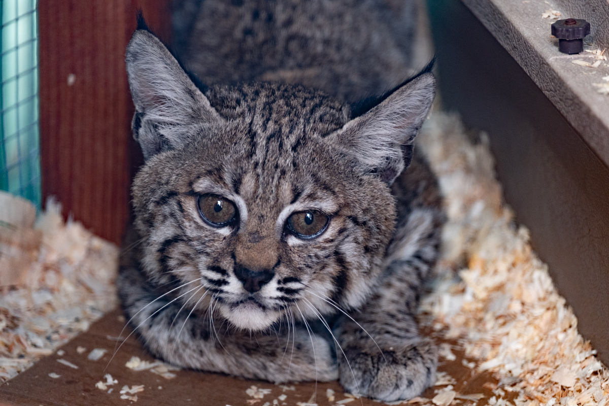 NAR Bobcat