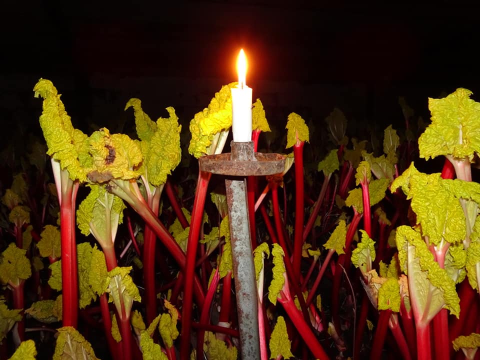 Rhubarb festival