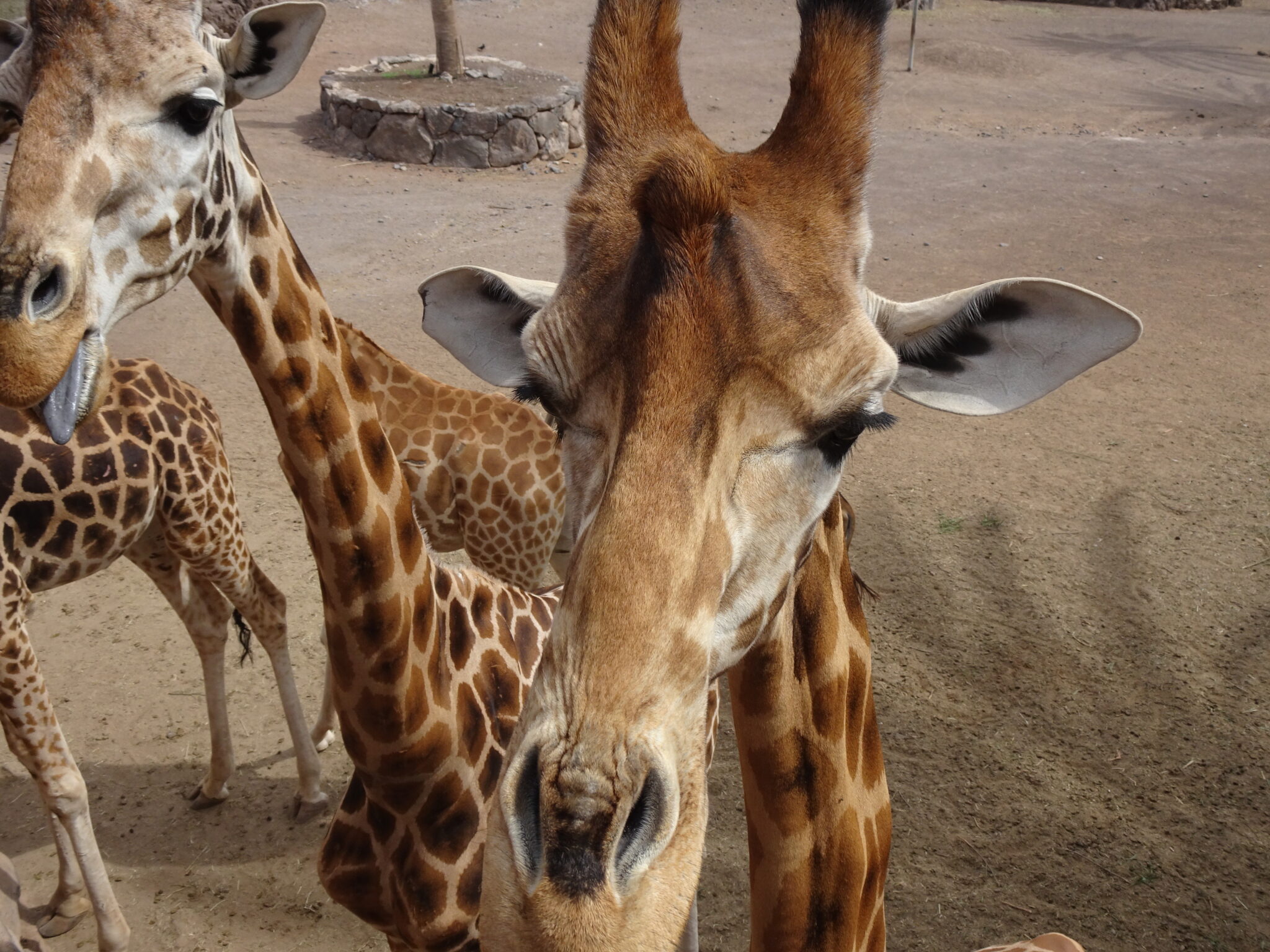 Oasis wildlife park
