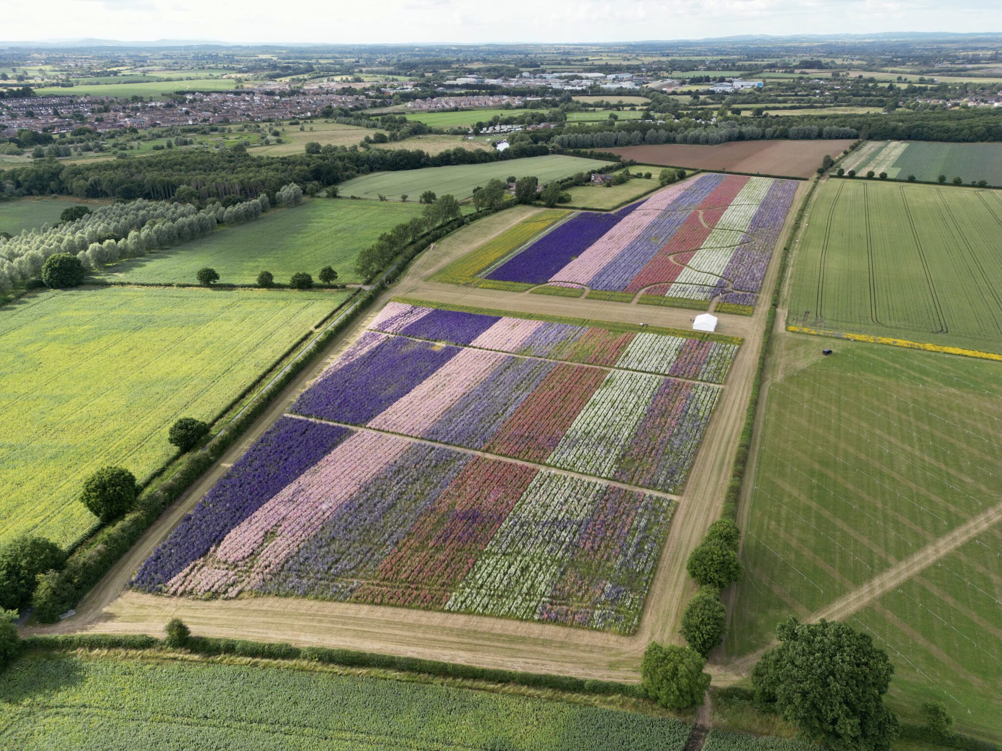 Flower fields