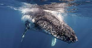 Humpback whale