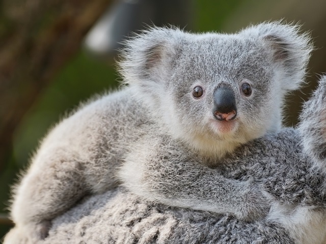 Australian Koala