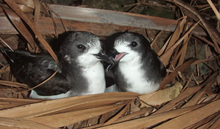 Australia seabirds