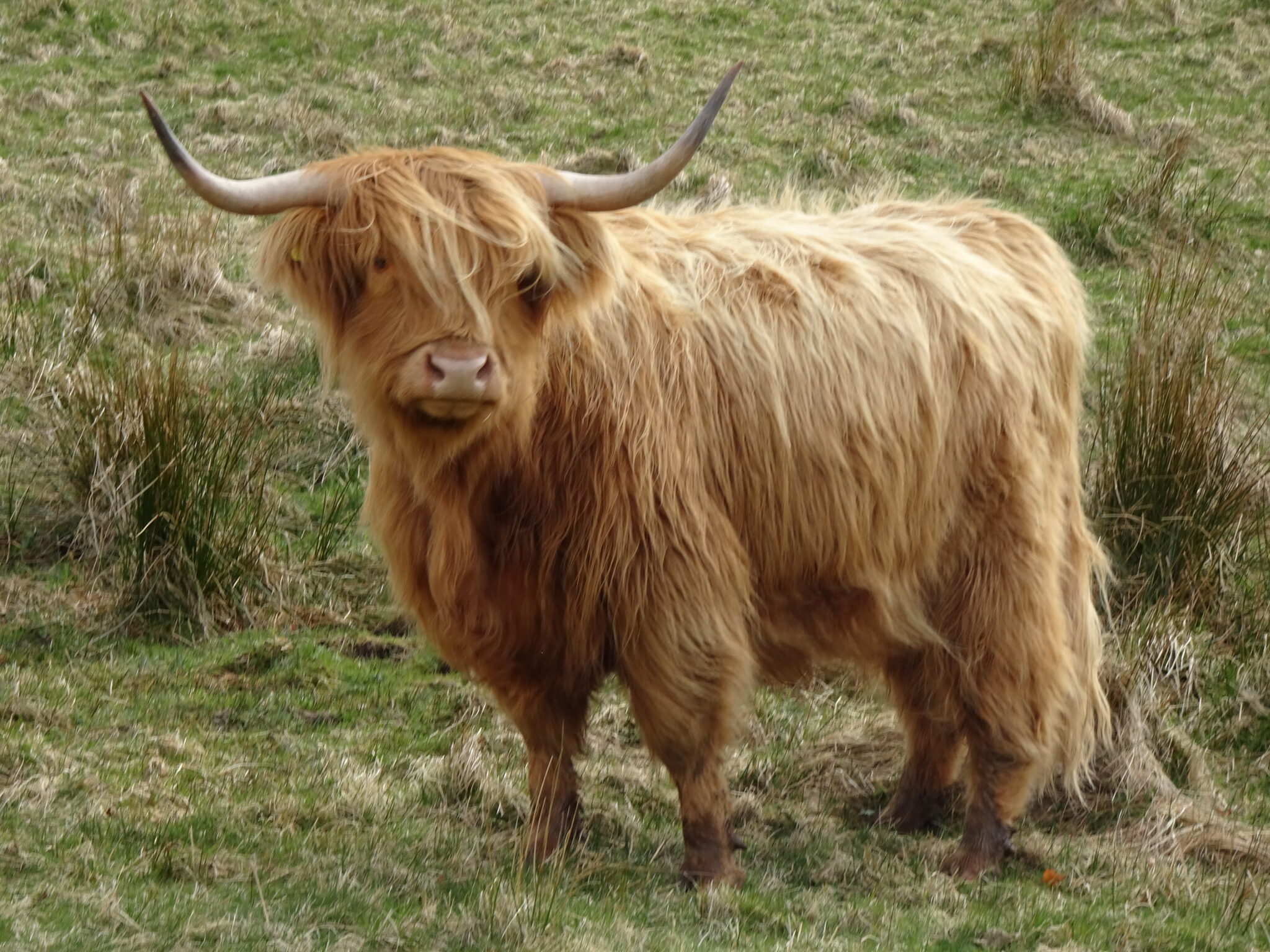 Highland cow