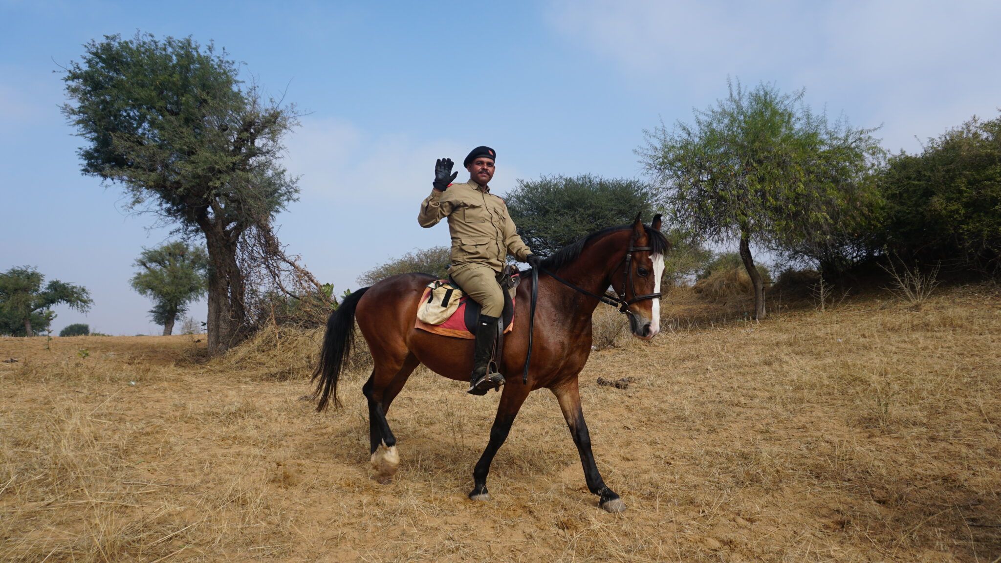 Marwari horse