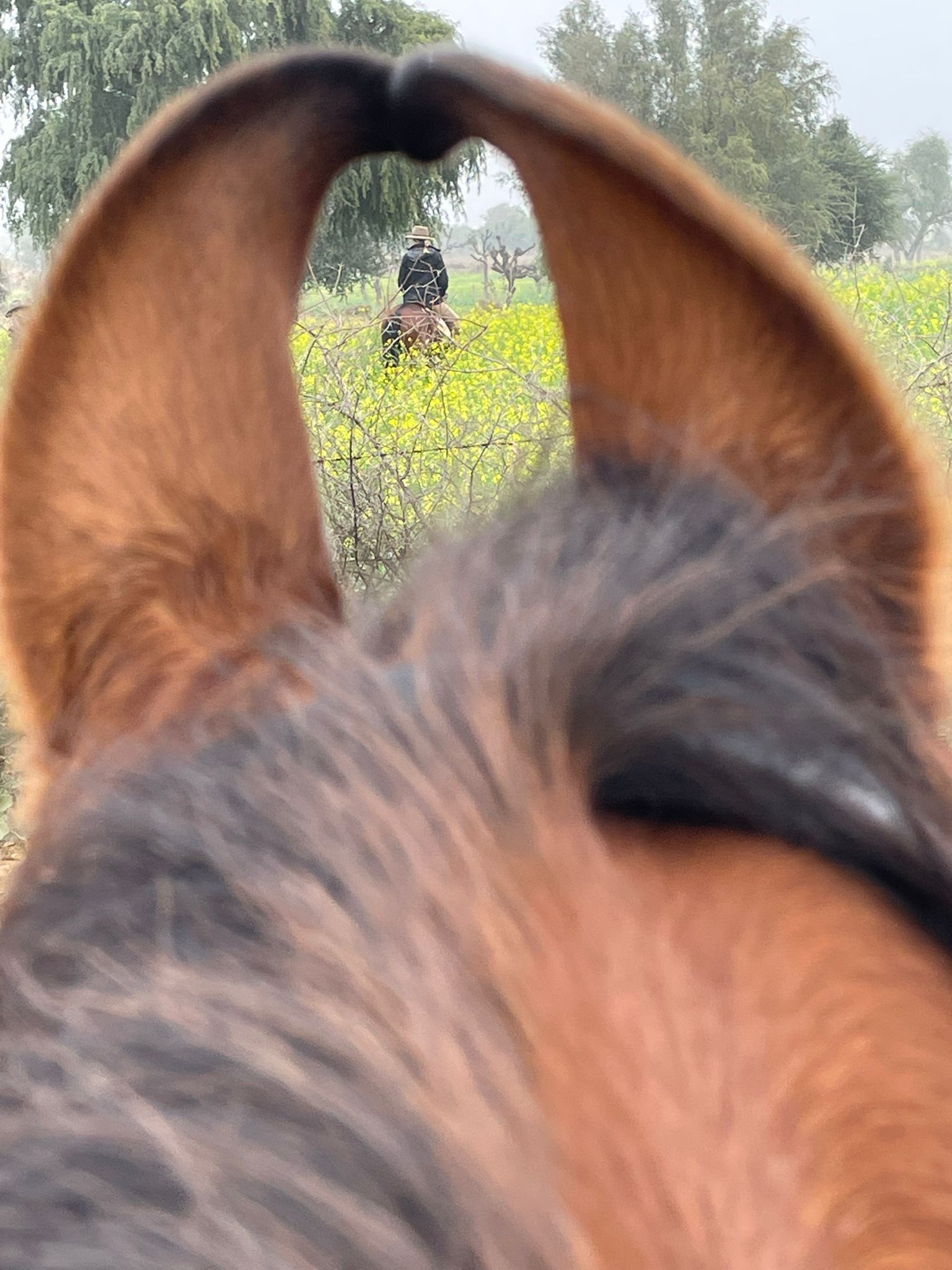 marawri horse ears