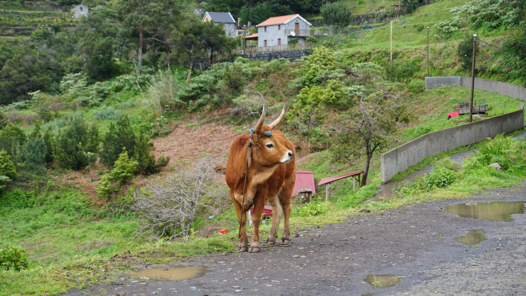 Madeira adventureland trips
